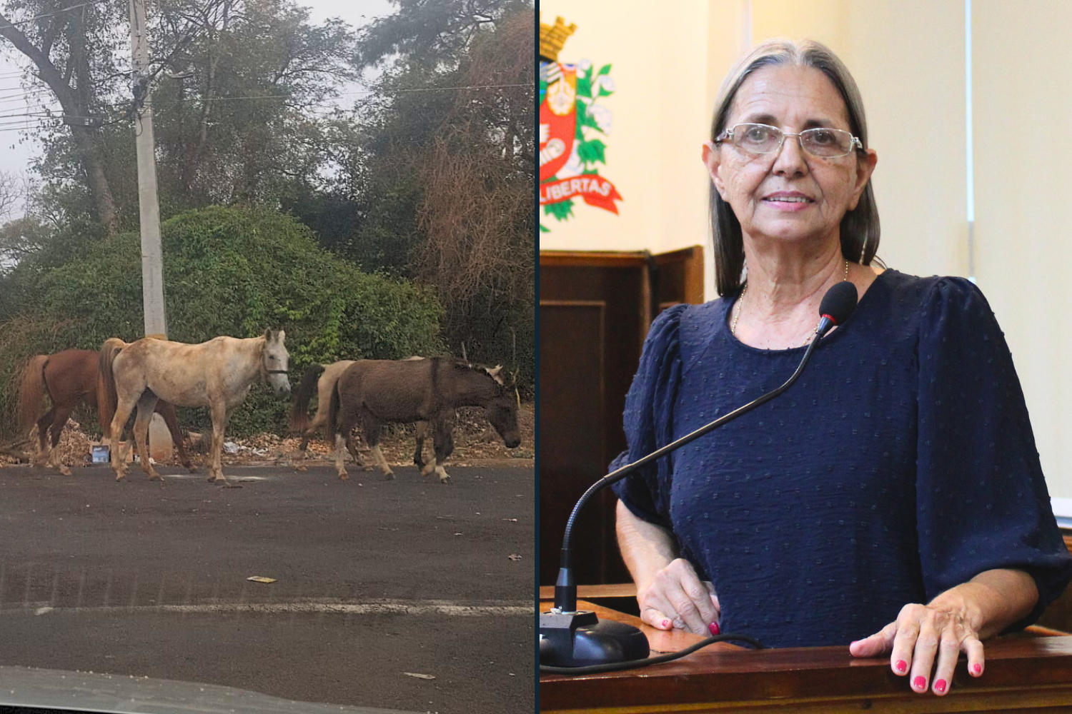 Vereadora Sônia Canato solicita ao Prefeito Fabiano Belentani providências com relação aos animais de grande porte soltos em vias públicas 